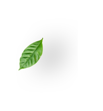 leaf image 4